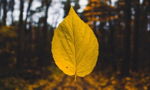 Calmar las emociones con mindfulness
