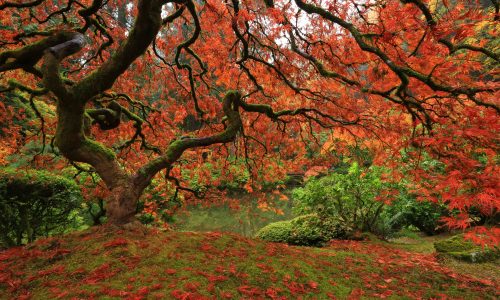 Reducir el estrés con Mindfulness